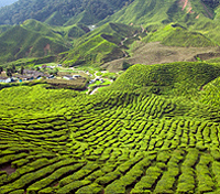 Cameron Highlands